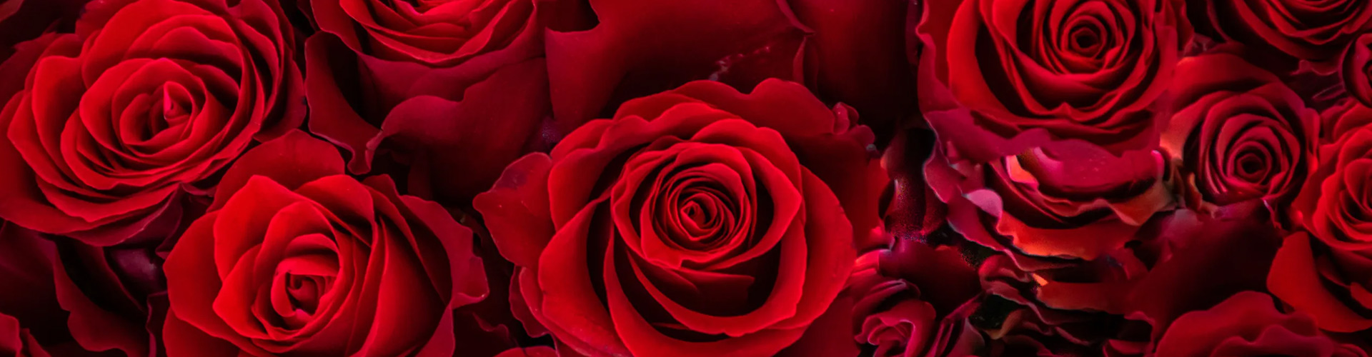 fondo rosas